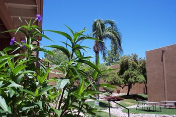 Landscaping at La Lomita Aprtments in Tucson Arizona 4 2021